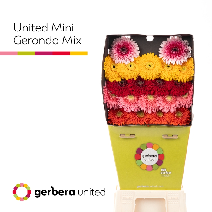 <h4>Germini Pomponi Terra gemengd Diamond</h4>