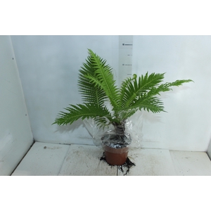 BLECHNUM GIBBUM SILVER LADY P17