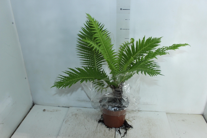 <h4>BLECHNUM GIBBUM SILVER LADY P17</h4>
