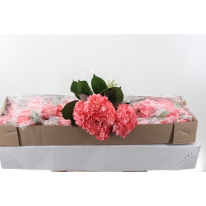 Hydr CAT008 Pink Select Box