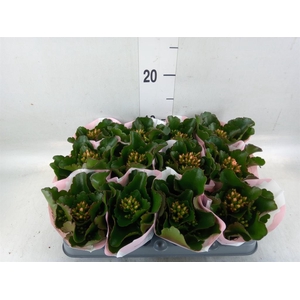 Kalanchoe  'Else Flowers Oakley'