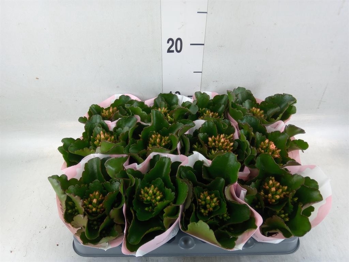 <h4>Kalanchoe  'Else Flowers Oakley'</h4>