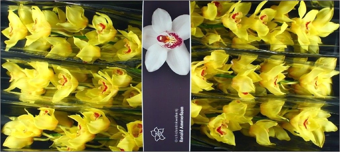 <h4>Cymbidium Arcadian</h4>