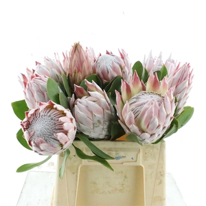 Protea Cynaroides