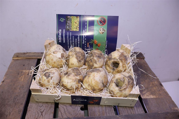 <h4>Fritillaria Bol</h4>