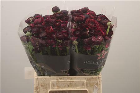 <h4>Ran El Black</h4>