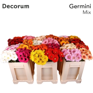 Germini Mix Water
