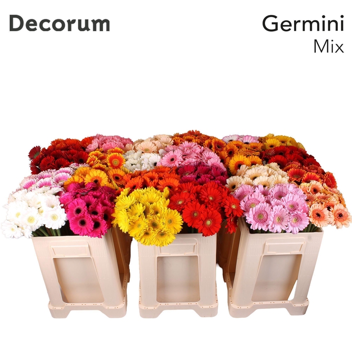 <h4>Germini Mix Water</h4>