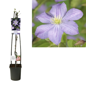 Clematis 'Prince Charles' +light label