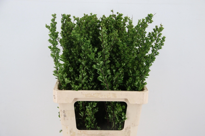 <h4>SPIR NIP SNOWMOUND</h4>