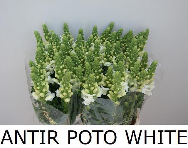 <h4>ANTIR POTOMAC WHITE</h4>