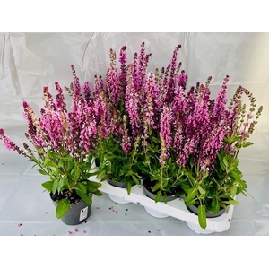 SALVIA NE SE DP ROSE
