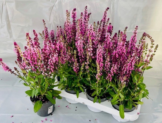 <h4>SALVIA NE SE DP ROSE</h4>