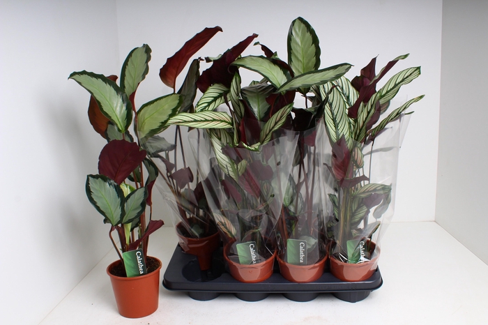 <h4>CALAT GEM 2 SRT</h4>