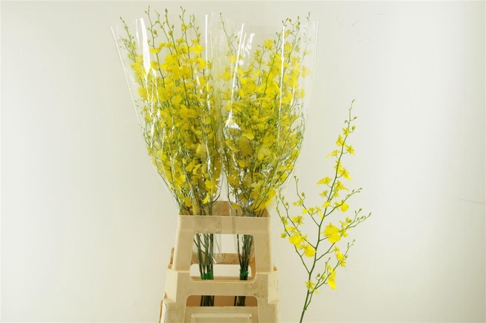 <h4>Oncidium Honey Angel L</h4>