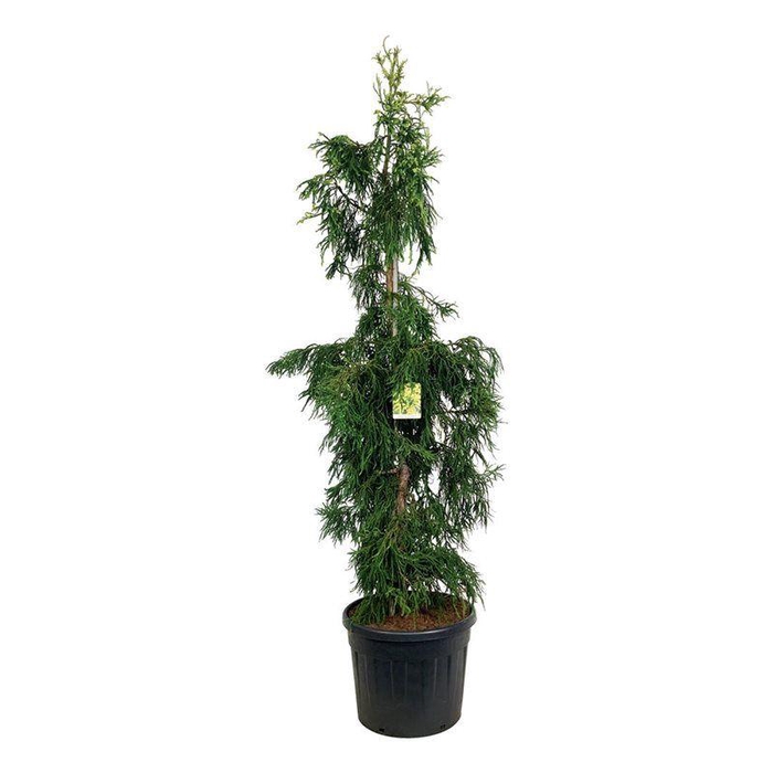 <h4>Cryptomeria j. 'Kyara Gold'</h4>
