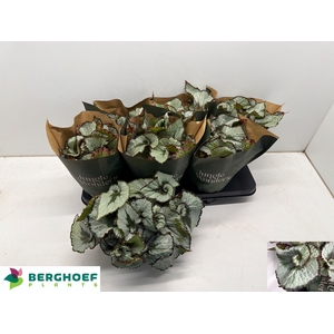 BEG REX ESCARGOT