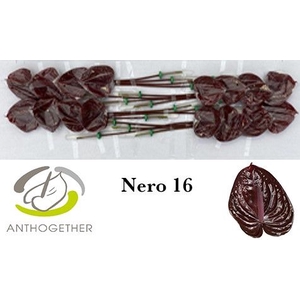 Anth A Nero 11 cm X16 Spek Flowers