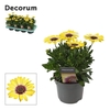 Osteospermum geel Blue Eyed Beauty
