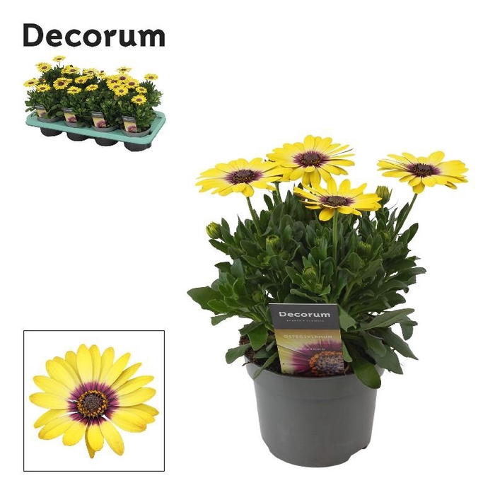 <h4>Osteospermum geel Blue Eyed Beauty</h4>