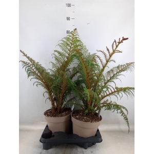 Cyathea tomentosissima
