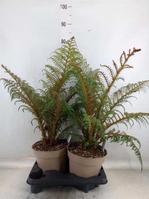 <h4>Cyathea tomentosissima</h4>