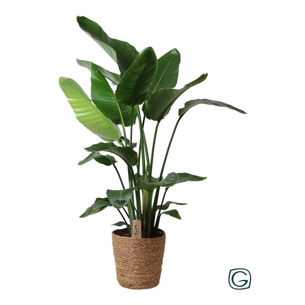 <h4>Strelitzia P27 in natural basket</h4>