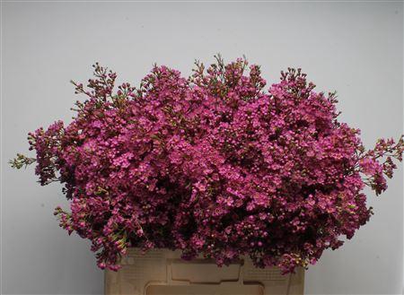 <h4>Chamelauc Ariel</h4>