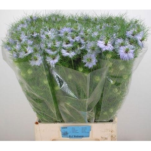 NIGE D CLOU LAVENDER