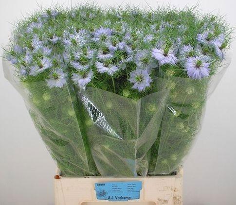 <h4>NIGE D CLOU LAVENDER</h4>