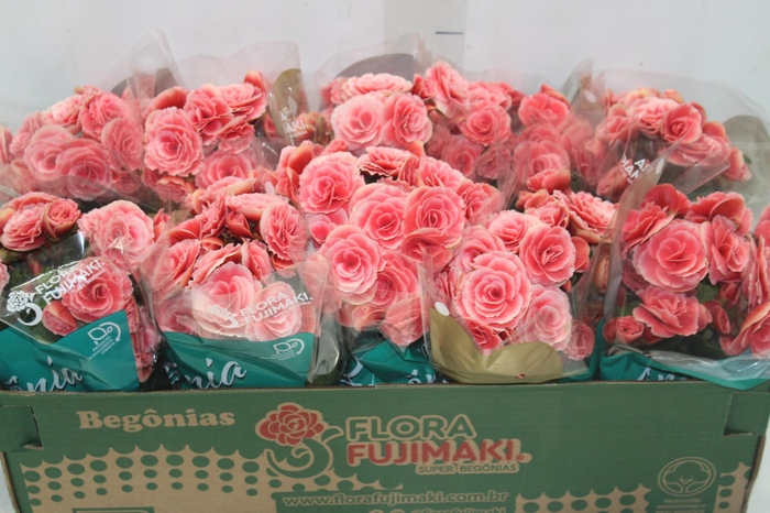 <h4>BEGONIA BORIAS P11</h4>