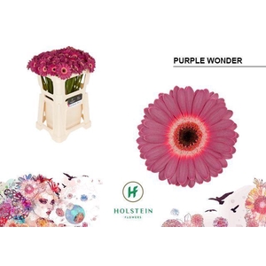 GERBERA MI 'PURPLE WONDER'