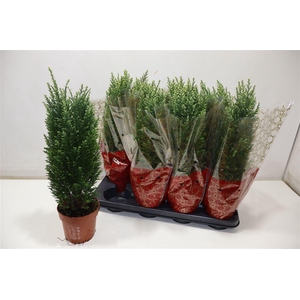 Cham L Snow White In Hoes