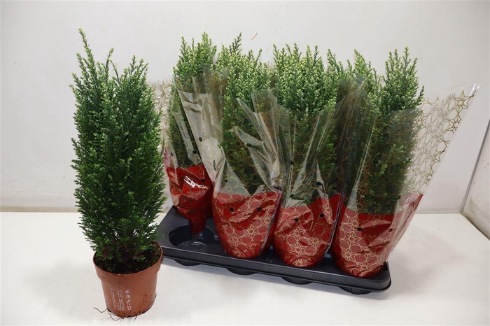 <h4>Cham L Snow White In Hoes</h4>