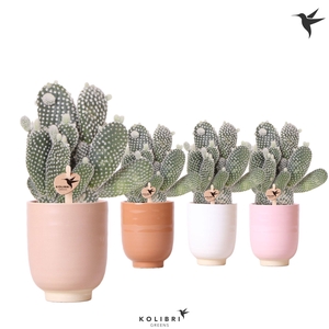 Kolibri Greens Opuntia white in Glazed pot mix