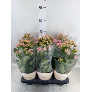 Kalanchoe  'RoseFlow Graceful Pink'