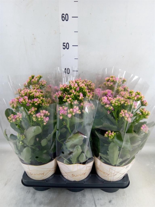 <h4>Kalanchoe  'RoseFlow Graceful Pink'</h4>