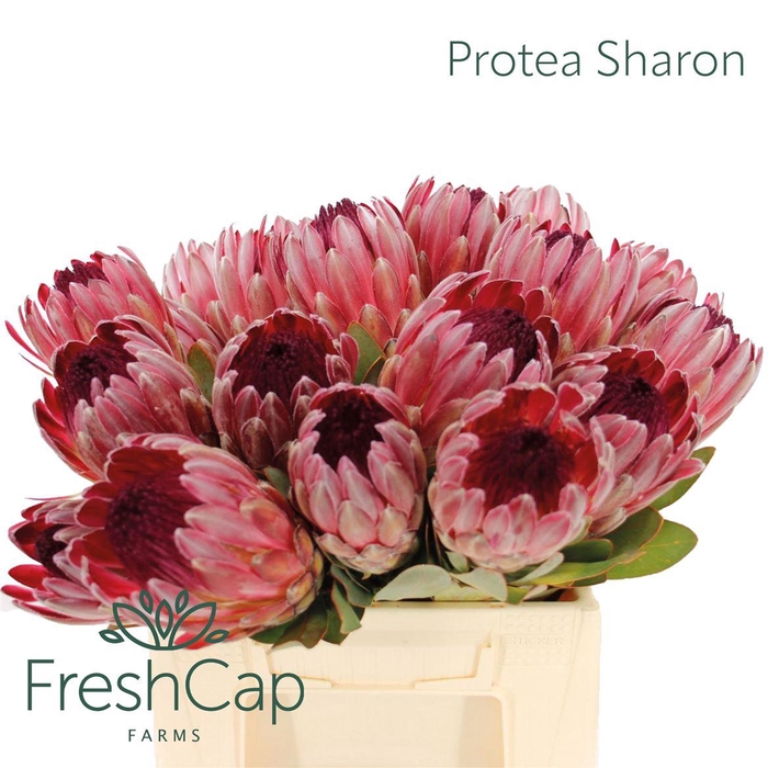 <h4>Protea Sharon</h4>