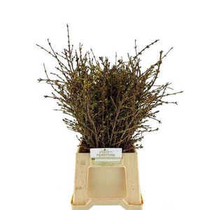 Forsythia I Spectabilis