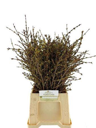 <h4>Forsythia I Spectabilis</h4>