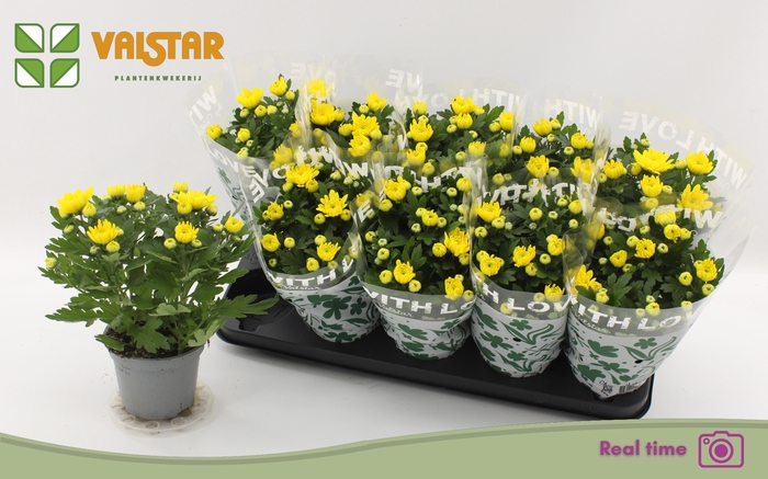 Chrys Da Vinci Yello