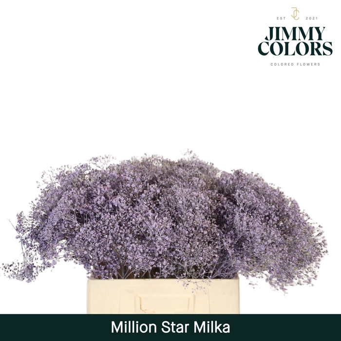<h4>Gyps Million Star L60 Milka</h4>