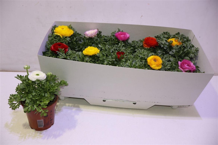 <h4>Ranun Sprink Gem</h4>