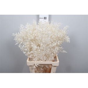 Ruscus Bleached White