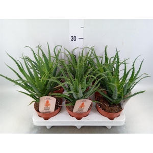 Aloe arborescens