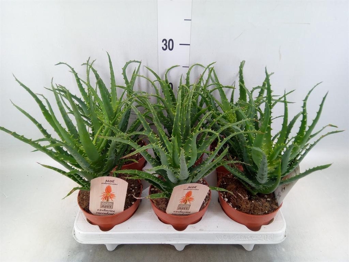 <h4>Aloe arborescens</h4>