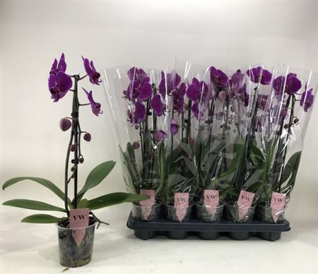 Phal Ov Paars Cascade 1 Branche 7+