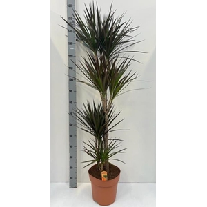 Dracaena Magenta 27Ø 150cm 4pp