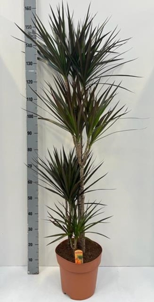 Dracaena Magenta 27Ø 150cm 4pp