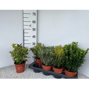 EUONYMUS JAP GEM
